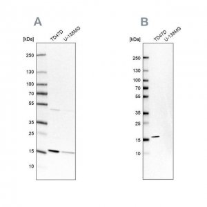 Anti-POLR2H antibody produced in rabbit HPA037745-100UL