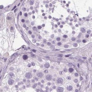 Anti-POMC antibody produced in rabbit 