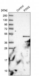 Anti-PON2 antibody produced in rabbit HPA029193-100UL