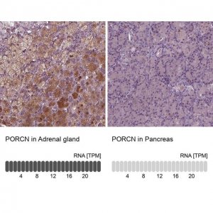 Anti-PORCN antibody produced in rabbit 