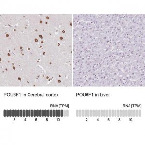Anti-POU6F1 antibody produced in rabbit 