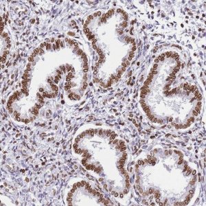 Anti-POU6F1 antibody produced in rabbit 