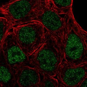Anti-PPARG antibody produced in rabbit 