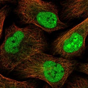 Anti-PPDPF antibody produced in rabbit HPA040929-100UL
