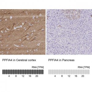 Anti-PPFIA4 antibody produced in rabbit 