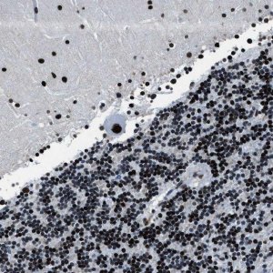Anti-PPIE antibody produced in rabbit 