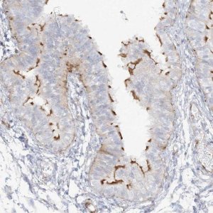 Anti-PPIL6 antibody produced in rabbit HPA036717-100UL