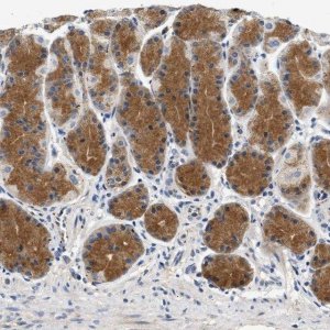 Anti-PPM1L antibody produced in rabbit HPA019891-100UL
