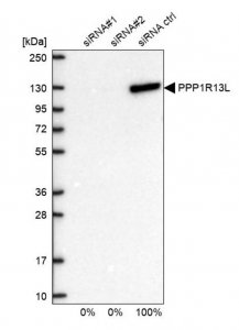 Anti-PPP1R13L antibody produced in rabbit 
