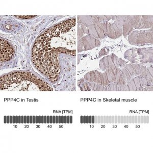 Anti-PPP4C antibody produced in rabbit 