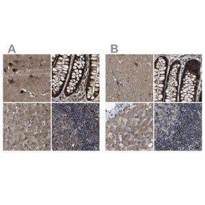 Anti-PPWD1 antibody produced in rabbit 