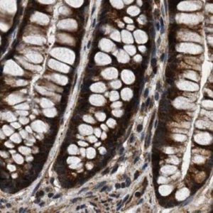 Anti-PPWD1 antibody produced in rabbit 