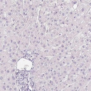 Anti-PPY antibody produced in rabbit 
