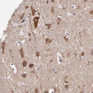 Anti-PRAF2 antibody produced in rabbit 
