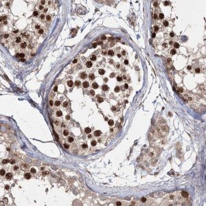 Anti-PRC1 antibody produced in rabbit 