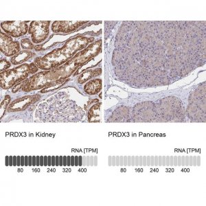 Anti-PRDX3 antibody produced in rabbit 