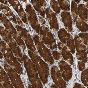 Anti-PRDX6 antibody produced in rabbit HPA006983-100UL