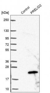 Anti-PRELID2 antibody produced in rabbit 
