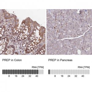 Anti-PREP antibody produced in rabbit 