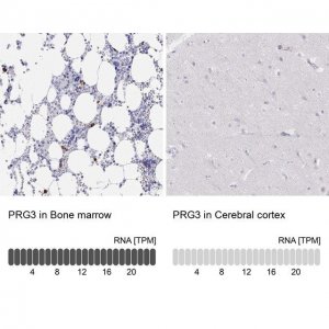 Anti-PRG3 antibody produced in rabbit 