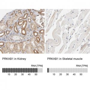 Anti-PRKAB1 antibody produced in rabbit 
