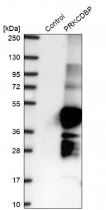 Anti-PRKCDBP antibody produced in rabbit 