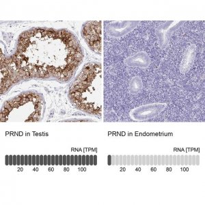 Anti-PRND antibody produced in rabbit 