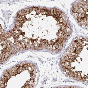 Anti-PRND antibody produced in rabbit 