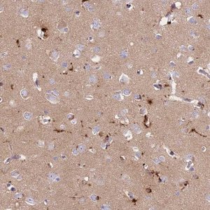 Anti-PRNP antibody produced in rabbit 