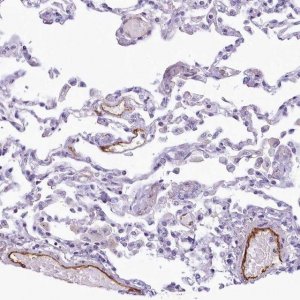 Anti-PROCR antibody produced in rabbit 
