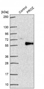 Anti-PROZ antibody produced in rabbit 