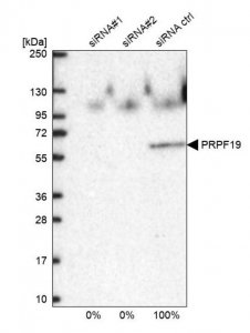 Anti-PRPF19 antibody produced in rabbit 