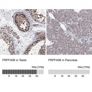 Anti-PRPF40B antibody produced in rabbit 