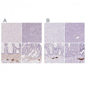 Anti-PRPH antibody produced in rabbit 