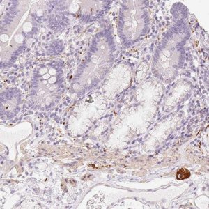Anti-PRPH antibody produced in rabbit 