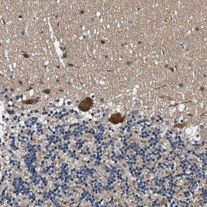 Anti-PRPSAP2 antibody produced in rabbit HPA021881-100UL