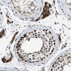Anti-PRPSAP2 antibody produced in rabbit HPA021881-100UL