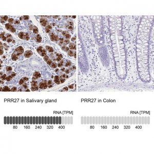 Anti-PRR27 antibody produced in rabbit 