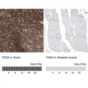 Anti-PSD4 antibody produced in rabbit 