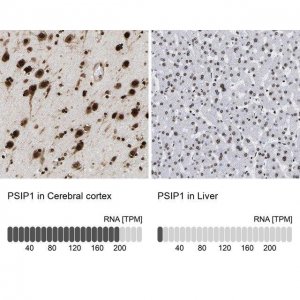 Anti-PSIP1 antibody produced in rabbit 
