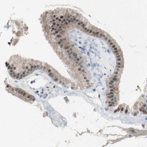Anti-PSMA2 antibody produced in rabbit HPA008188-100UL