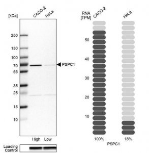 Anti-PSPC1 antibody produced in rabbit 