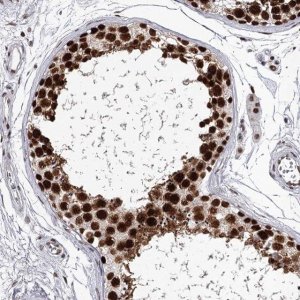 Anti-PSPC1 antibody produced in rabbit 