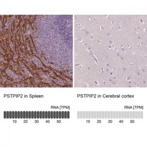 Anti-PSTPIP2 antibody produced in rabbit 
