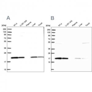Anti-PTGES3 antibody produced in rabbit HPA038672-100UL