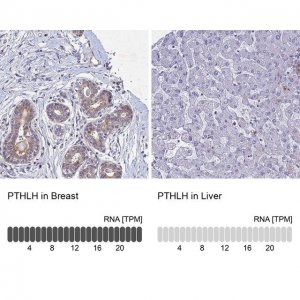 Anti-PTHLH antibody produced in rabbit 