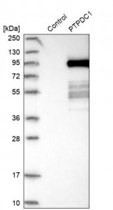 Anti-PTPDC1 antibody produced in rabbit 