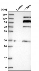 Anti-PTPRA antibody produced in rabbit HPA029412-100UL
