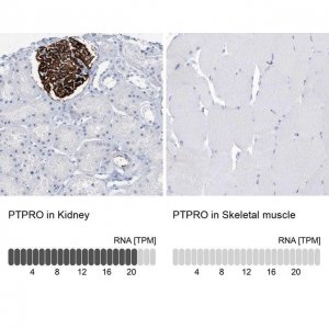 Anti-PTPRO antibody produced in rabbit 