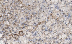 Anti-PTRH1 Antibody, clone 3O6 ZooMAb� Rabbit Monoclonal 